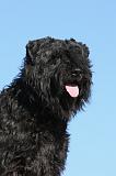 BOUVIER DES FLANDRES 325